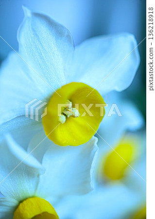 Narcissus flower Narcissus flower 136218918