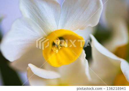 Narcissus flower Narcissus flower 136218941