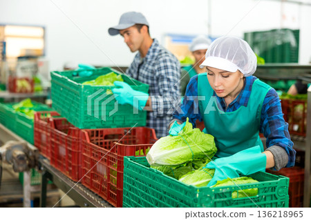Woman in apron stacking lettuce in vegetable warehouse Woman in apron stacking lettuce in vegetable warehouse 136218965