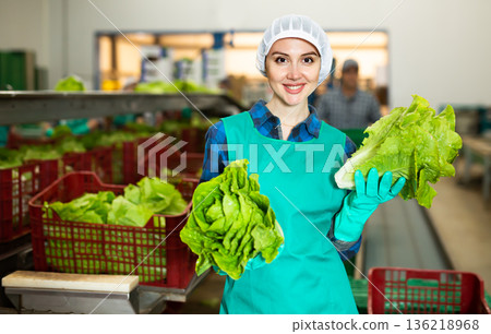 Young smiling workwoman sorting lettuce in vegetable factory 136218968