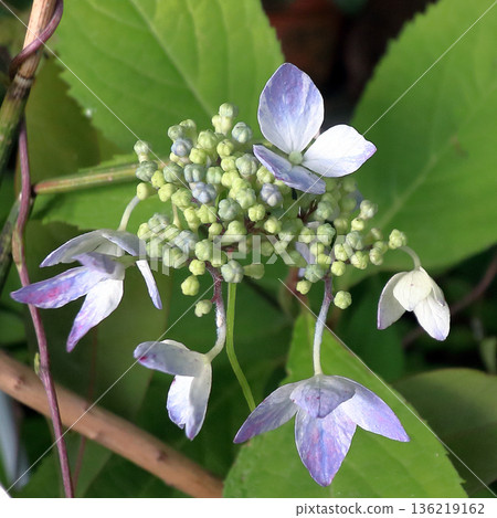 Hydrangea hydrangea Hydrangea hydrangea 136219162