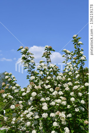 Meadowsweet Meadowsweet 136219178