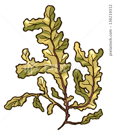 Brown algae color drawing. Kelp natural botany 136219312
