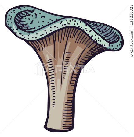 Mushroom coral drawing. Underwater wild reef fauna Mushroom coral drawing. Underwater wild reef fauna 136219325