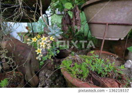 多汁植物 多汁植物 136219337