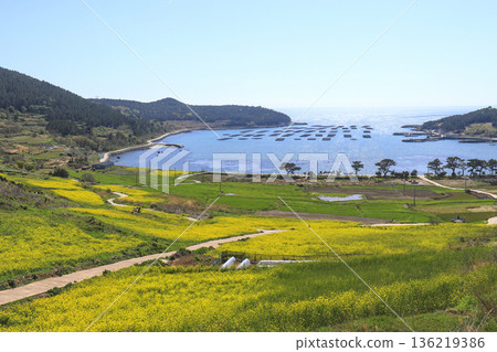 Rapeseed flowers blooming on Cheongsando Island in Wando-gun, Korea. Rapeseed flowers blooming on Cheongsando Island in Wando-gun, Korea. 136219386