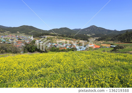 Rapeseed flowers blooming on Cheongsando Island in Wando-gun, Korea. Rapeseed flowers blooming on Cheongsando Island in Wando-gun, Korea. 136219388