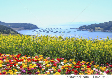 Rapeseed flowers blooming on Cheongsando Island in Wando-gun, Korea. 136219390