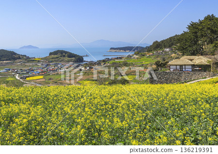 Rapeseed flowers blooming on Cheongsando Island in Wando-gun, Korea. 136219391