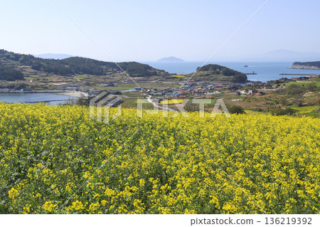 Rapeseed flowers blooming on Cheongsando Island in Wando-gun, Korea. Rapeseed flowers blooming on Cheongsando Island in Wando-gun, Korea. 136219392