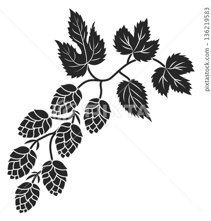 Hop cones on growing twig. Natural plant stencil Hop cones on growing twig. Natural plant stencil 136219583