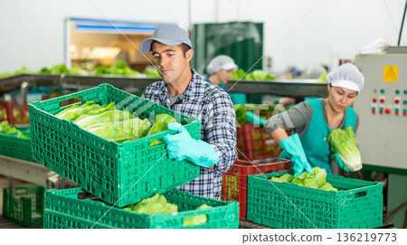 Worker of vegetable sorting factory arranging boxes with lettuce Worker of vegetable sorting factory arranging boxes with lettuce 136219773