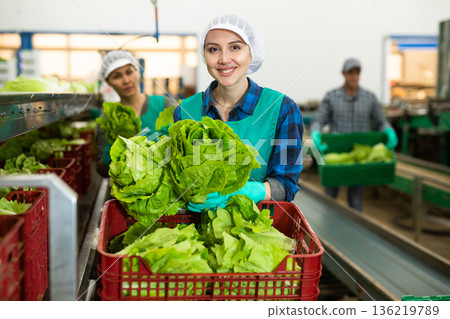Cheerful female worker of vegetable factory arranging lettuce in boxes Cheerful female worker of vegetable factory arranging lettuce in boxes 136219789