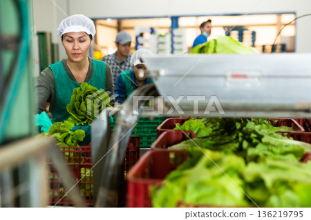 Female factory worker sorting lettuce Female factory worker sorting lettuce 136219795