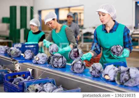 Women standing at conveyor and sorting red cabbage 136219835