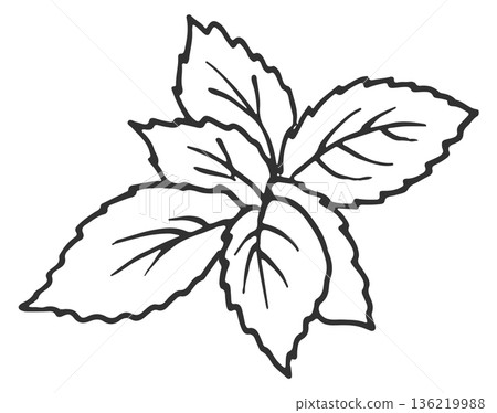 Hand drawn herb. Plant leaves line icon Hand drawn herb. Plant leaves line icon 136219988