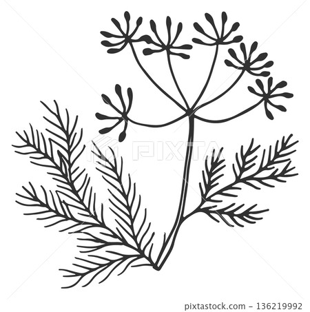 Dill doodle. Aroma herb drawing. Natural plant Dill doodle. Aroma herb drawing. Natural plant 136219992