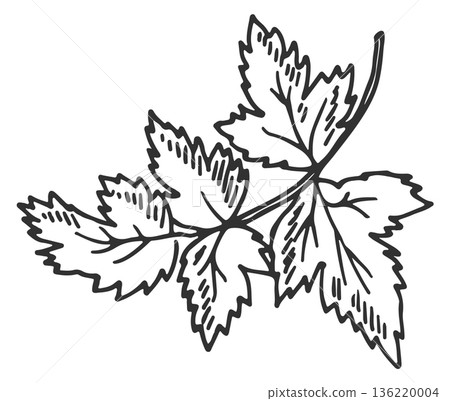 Parsley herb doodle. Cooking aroma spice sketch 136220004