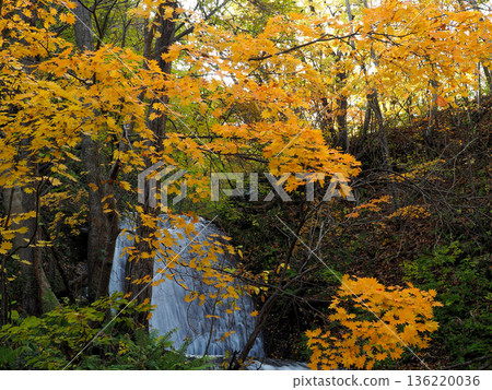 Colorful autumn leaves and a waterfall 136220036