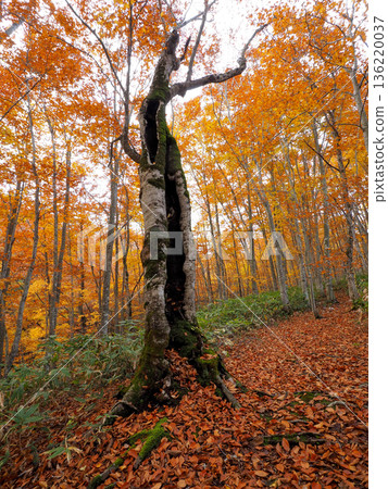 Old beech tree with a split trunk 136220037
