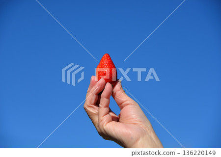 藍天與草莓(埼玉縣彌生姬草莓) 藍天與草莓(埼玉縣彌生姬草莓) 136220149