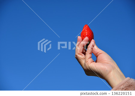 藍天與草莓(埼玉縣彌生姬草莓) 藍天與草莓(埼玉縣彌生姬草莓) 136220151