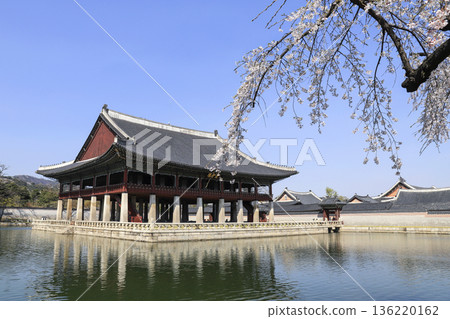 Cherry blossoms in bloom at Gyeongbokgung Palace in Seoul.  136220162