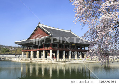 Cherry blossoms in bloom at Gyeongbokgung Palace in Seoul. Cherry blossoms in bloom at Gyeongbokgung Palace in Seoul. 136220164