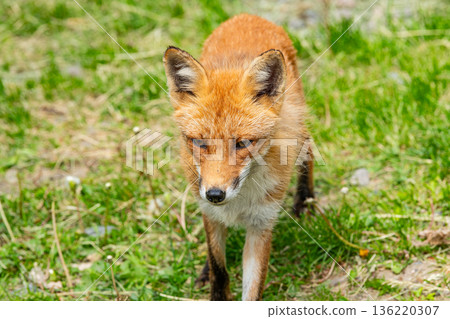 北狐 (Ezo Fox) 北狐 (Ezo Fox) 136220307