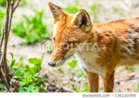 北狐 (Ezo Fox) 136220308