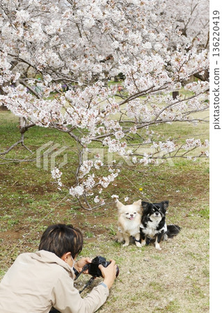 A Chihuahua and cherry blossoms on a perfect day for cherry blossom viewing 136220419