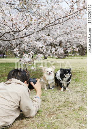 Cherry blossoms and Chihuahuas on a warm spring day Cherry blossoms and Chihuahuas on a warm spring day 136220422