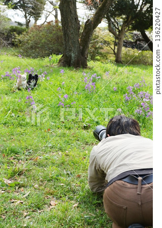 一隻黑白相間的吉娃娃犬在花田中排成一排被拍下的瞬間 136220427
