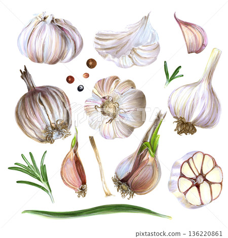 Garlic Set Realistic watercolor style Illustrations Isolated on White. Natural food objects suitable for organic food packaging, restaurant menu design, cookbooks, branding, healthy eating projects Garlic Set Realistic watercolor style Illustrations Isolated on White. Natural food objects suitable for organic food packaging, restaurant menu design, cookbooks, branding, healthy eating projects 136220861