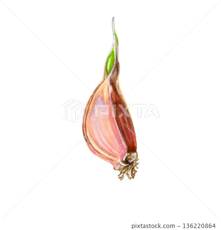 Watercolor Sprouted Garlic Clove Illustration isolated on white background. Hand drawn natural texture for botanical illustration, food concepts, plant growth themes, minimal composition Watercolor Sprouted Garlic Clove Illustration isolated on white background. Hand drawn natural texture for botanical illustration, food concepts, plant growth themes, minimal composition 136220864