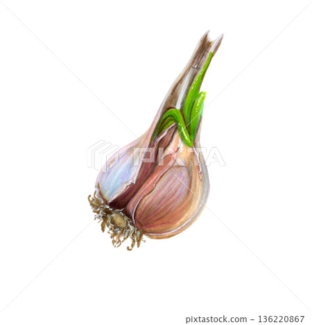 Watercolor Half Garlic Bulb Illustration on White Background. Hand-drawn organic texture for food illustration, cooking concepts, organic visuals, simple composition Watercolor Half Garlic Bulb Illustration on White Background. Hand-drawn organic texture for food illustration, cooking concepts, organic visuals, simple composition 136220867
