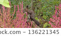 Hokkaido squirrel eating in a flower field 136221345