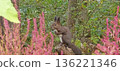 A Hokkaido squirrel looks wary among the flowers and plants 136221346