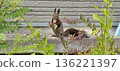 Ezo squirrel staring here 136221397