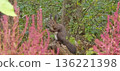 A Hokkaido squirrel posing with azalea flowers in the background 136221398
