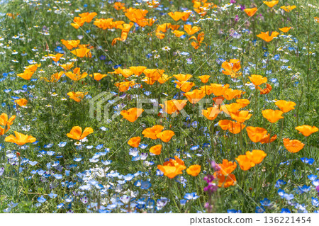 California poppy California poppy 136221454