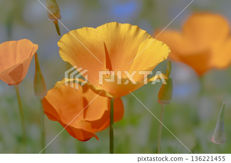 California poppy California poppy 136221455