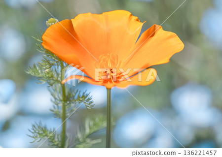 California poppy California poppy 136221457