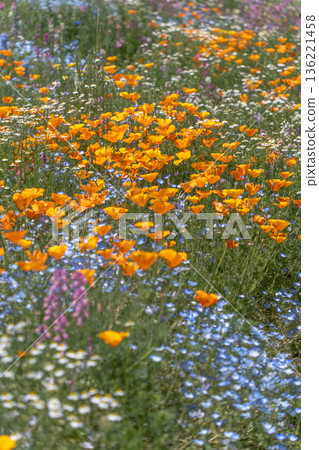 California poppy California poppy 136221458