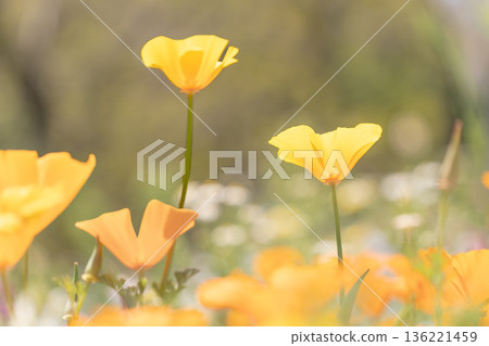 California poppy California poppy 136221459