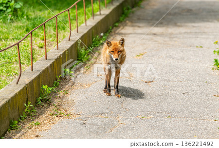 北狐 (Ezo Fox) 北狐 (Ezo Fox) 136221492