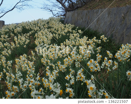 石牆上盛開的水仙花 136221507