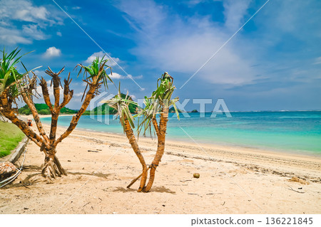 Beautiful view of white sand beach on tropical island, Mandalika beach, Lombok, Indonesia 136221845