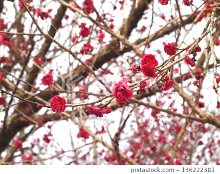 Close-up of double red plum blossoms (winter sky and plum branch with red flowers and buds) 136222381