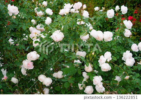 位於長野縣榊町的榊千曲川玫瑰公園，是一座坐落在千曲川岸邊，群山環繞的美麗玫瑰公園。 136222851